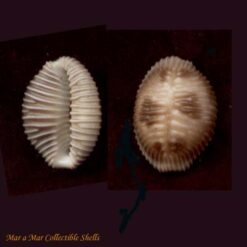 Pusula pediculus (Linnaeus, 1758)*