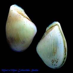 Corbula contracta Say, 1822