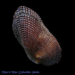 Barbatia cancellaria (Lamarck, 1819)