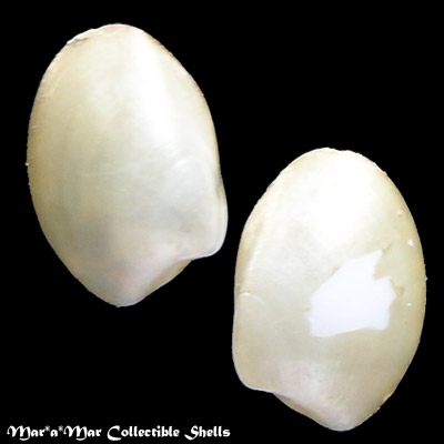 Nucula puelcha Orbigny, 1846*