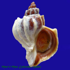 Trophon geversianus lamellosa Castellanos, 1993