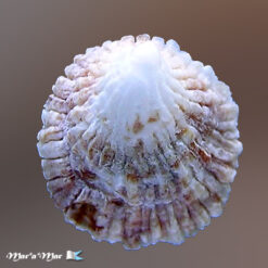 Hipponix conicus (Schumacher, 1817)