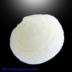 Codakia orbiculata (Montagu, 1808)