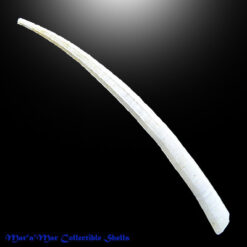 Antalis infractum (Odhner, 1931)