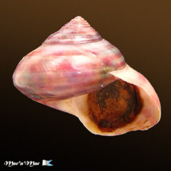 Photinula taeniata (Wood, 1828)