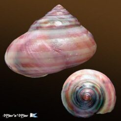 Alternative view of Photinula taeniata (Wood, 1828)