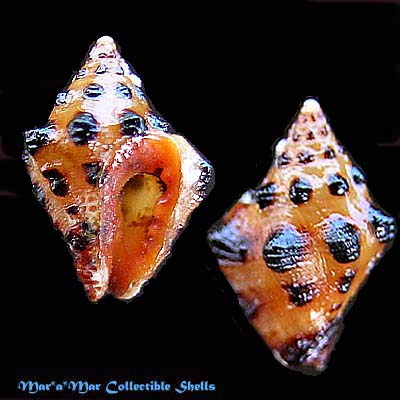 Engina tabogaensis Batsch, 1931