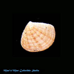 Crassinella lunulata (Conrad, 1834)