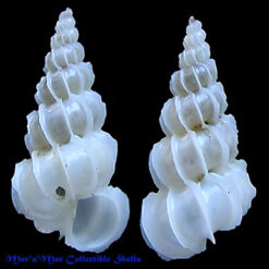 Epitonium venosum (Sowerby, 1844)