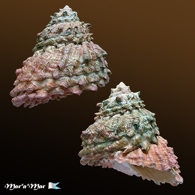 Astraea caelata (Gmelin, 1791)
