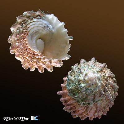 Astraea caelata (Gmelin, 1791) - Image 2