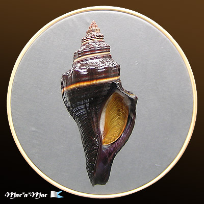 Pugilina morio (Linnaeus, 1758)