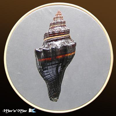 Pugilina morio (Linnaeus, 1758) - Imagem 2