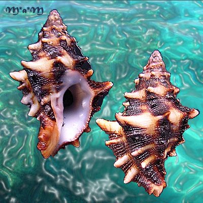 Muricopsis zeteki Hertlein & Strong, 1951