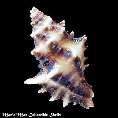 Muricopsis zeteki Hertlein & Strong, 1951 - Imagem 2