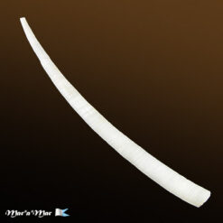 Antalis taphrium (Dall, 1889)