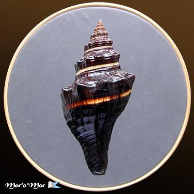 Pugilina morio (Linnaeus, 1758) - Imagem 2