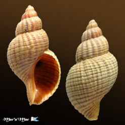 Xymenopsis muriciformis (King & Broderip, 1832)