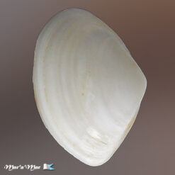 Mactra petiti d´Orbigny, 1846*