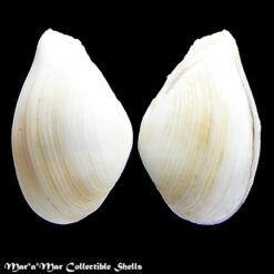 Corbula caribaea d´Orbigny, 1853