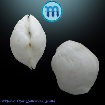 (NOT AVALIABLE) Periploma sp.