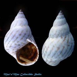 Littorina ziczac (Gmelin, 1791)