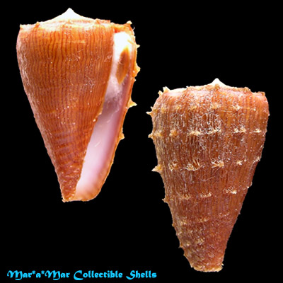 Conus princeps lineolatus Valenciennes, 1832