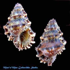 Bursa caelata Broderip, 1833