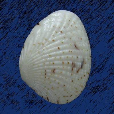 Gafrarium pectinatum (L., 1758)