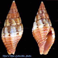 Mitra lens Wood, 1828