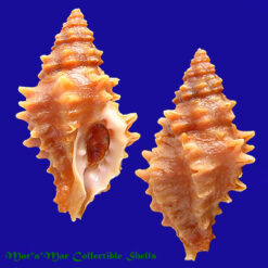 Muricopsis josei Vokes, 1994