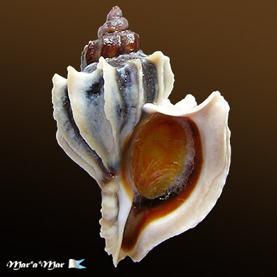 Trophon geversianus lamellosa Castellanos, 1993