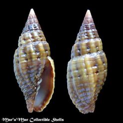 Alternative view of Mitra lens Wood, 1828