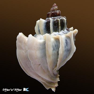 Trophon geversianus lamellosa Castellanos, 1993 - Imagem 2