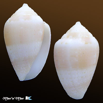 Artemidiconus selenae (Van Mol, Tursch & Kempf, 1967)