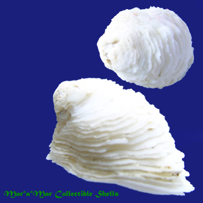 Hipponix panamensis (C.B.Adams, 1852)