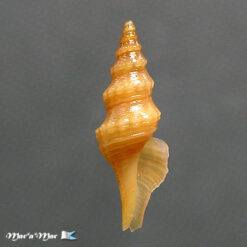 Fusiturricula taurina (Olsson,1922)