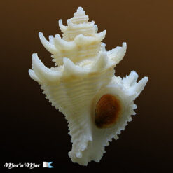 Babelomurex basilium (Neme & Leme, 1978)