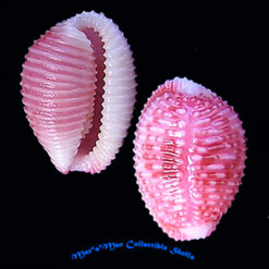 Niveria suffusa (J. E. Gray, 1827)