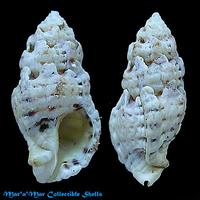 Aspella obeliscus (A.Adams, 1853)