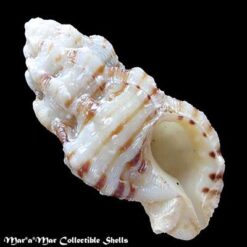 Alternative view of Aspella obeliscus (A.Adams, 1853)