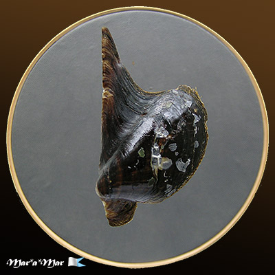 Pteria hirundo (Linnaeus, 1758)