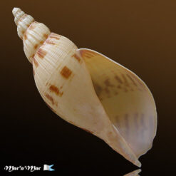 Odontocymbiola simulatrix Leal & B., 1989