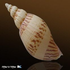 Odontocymbiola simulatrix Leal & B., 1989 - Imagem 2