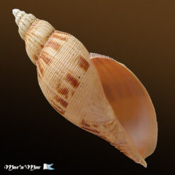 Odontocymbiola simulatrix Leal & B., 1989