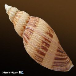 Odontocymbiola simulatrix Leal & B., 1989 - Imagem 2