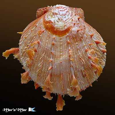 Spondylus ictericus Reeve, 1856