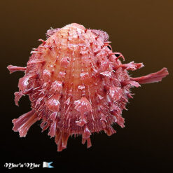 Spondylus ictericus Reeve, 1856