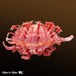 Spondylus ictericus Reeve, 1856 - Imagem 2
