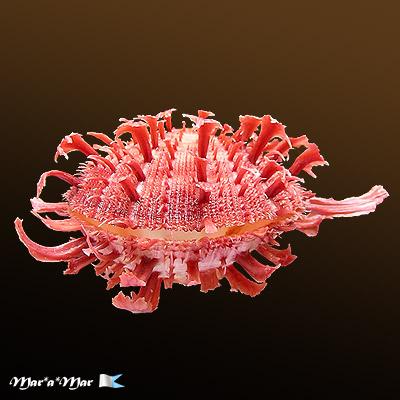 Spondylus ictericus Reeve, 1856 - Imagem 2